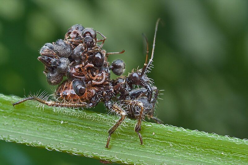 File:Acanthaspis petax nymph.jpg