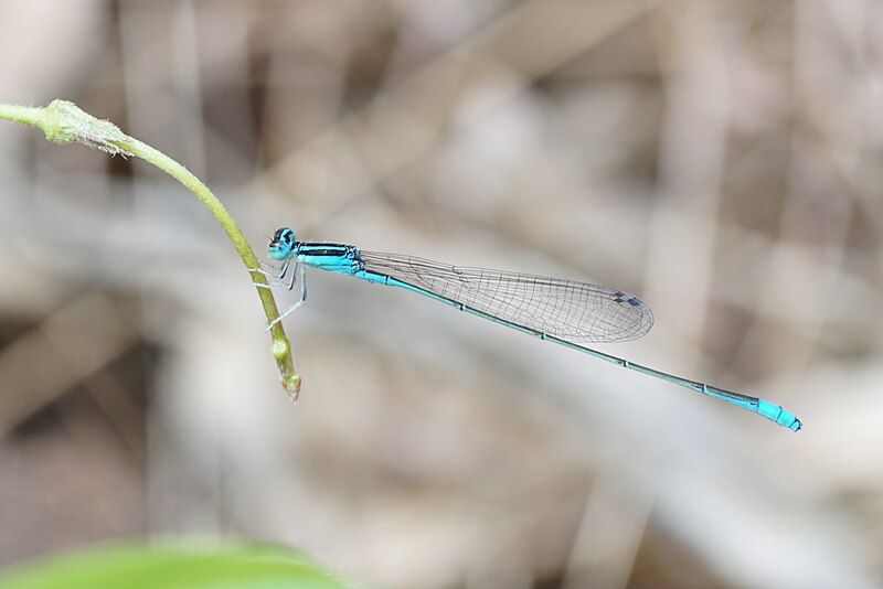 File:Aciagrion occidentale 01919.jpg