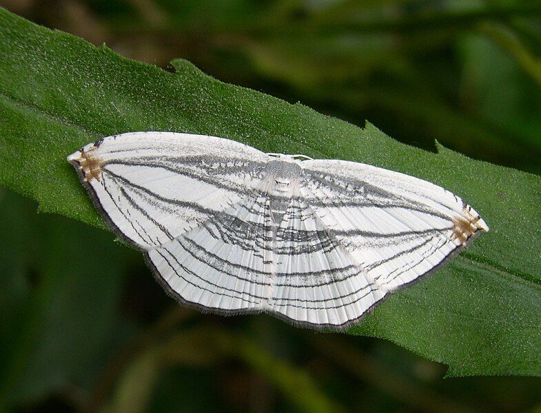 File:Acropteris iphiata01.jpg