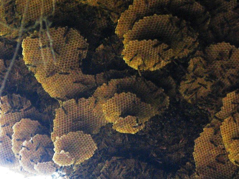 File:Agelaia vicina hive.jpg