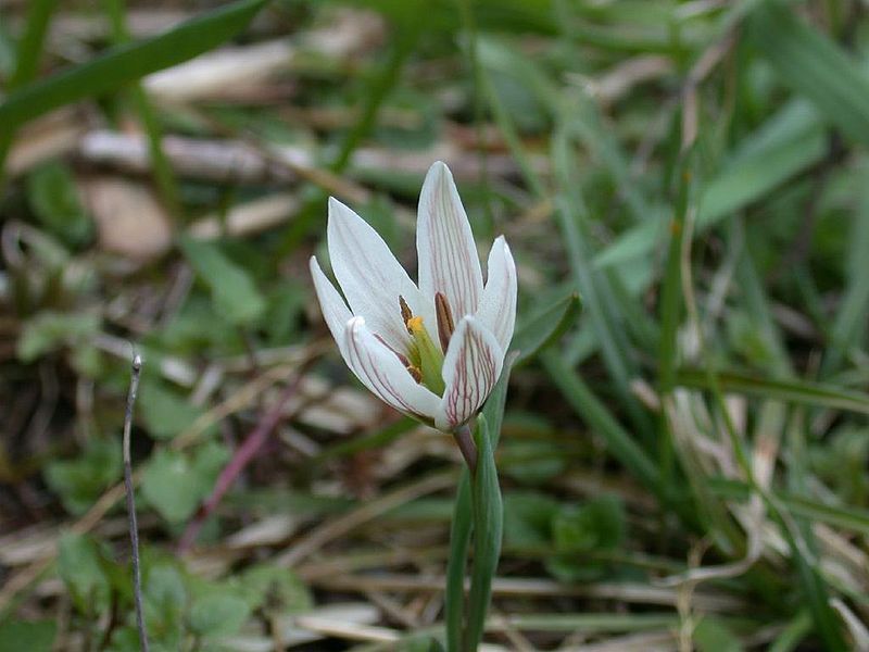 File:Amana edulis Amana02.jpg