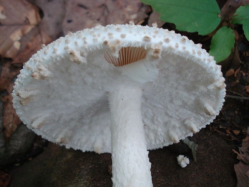 File:Amanita atkinsoniana 100686.jpg