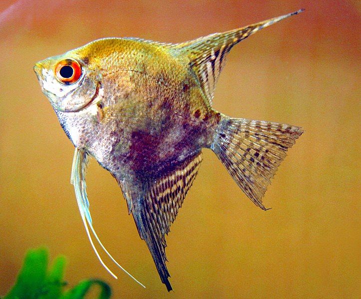 File:Angel fish001.jpg