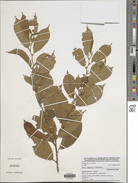 File:Baphia pubescens-NMNH-13241545.jpg