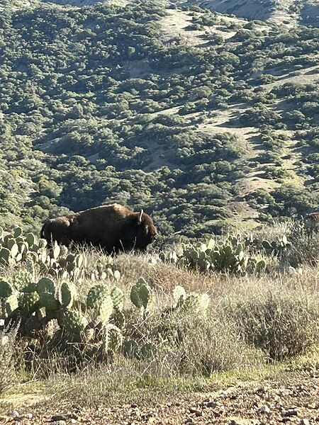 File:BisonCatalina.jpg