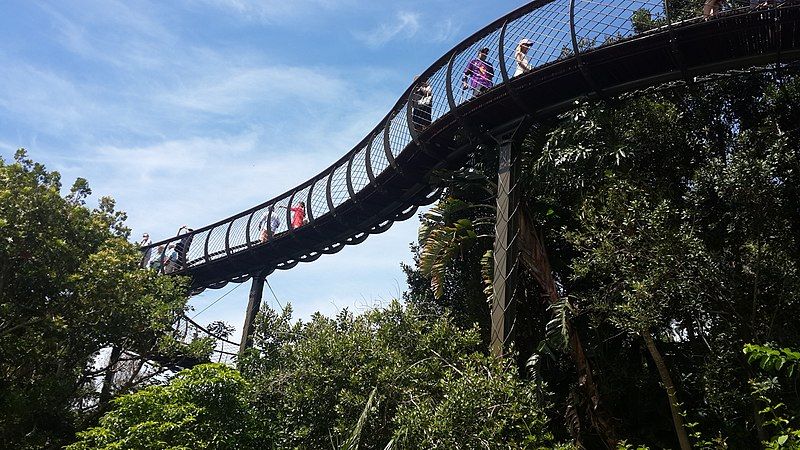 File:Boomslang Kirstenbosch 1.jpg