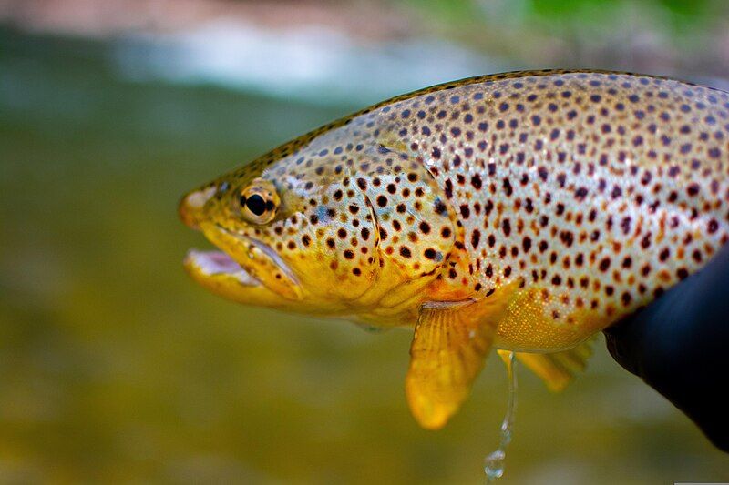 File:Brown Trout.jpg