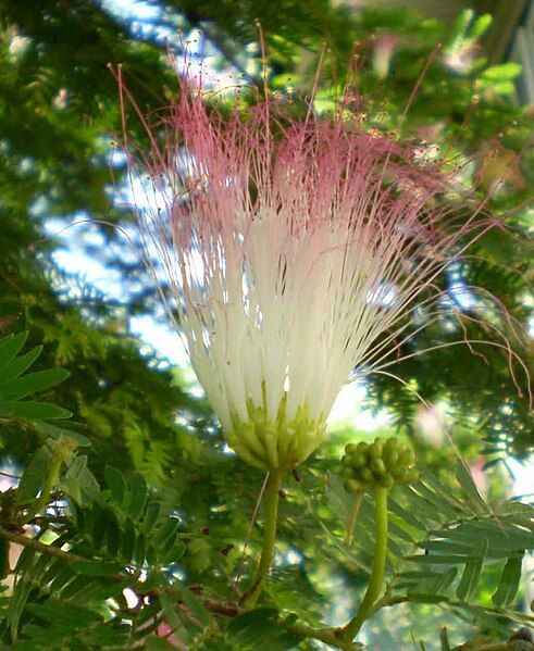 File:Calliandra-surinamensis-Flo.jpg