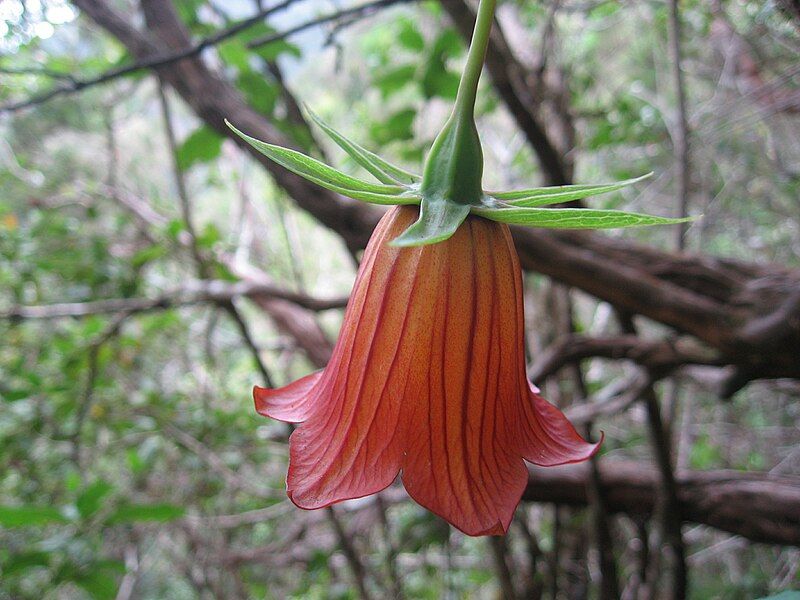 File:Canarina canariensis .jpg