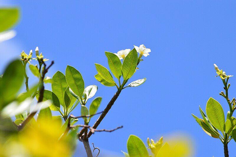 File:Cerbera odollam flowers.jpg