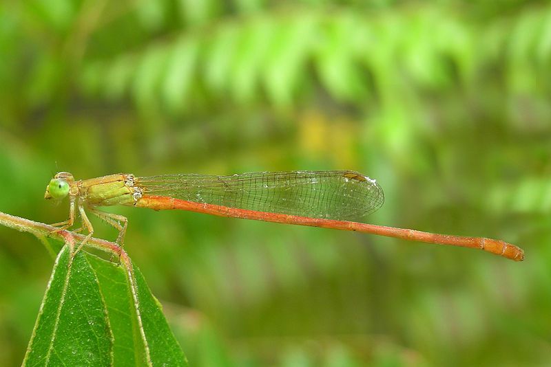 File:Ceriagrion glabrum edit2.jpg