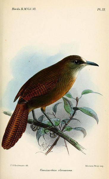 File:CinnicerthiaOlivascensKeulemans.jpg