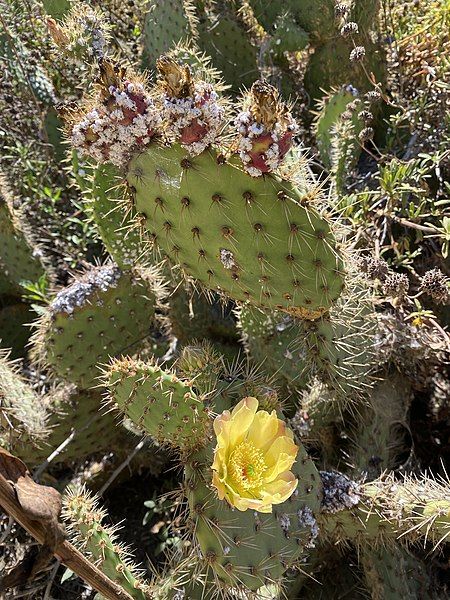 File:Cochineal on opuntia.jpg