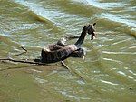 Common water snake (Nerodia sipedon)