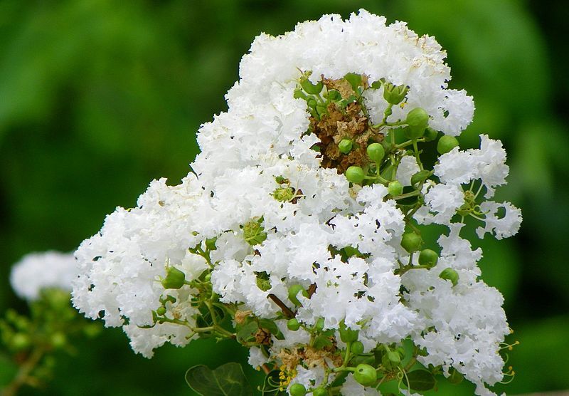 File:Crape myrtle.jpg