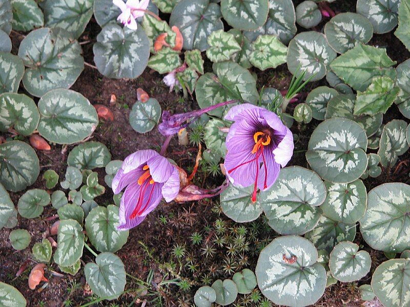 File:Crocus sativusRHu1.jpg