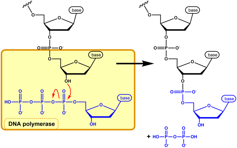 File:DNA synthesis EN.png