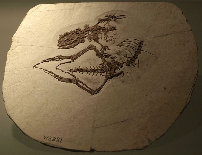 File:DalinghesaurusLongidigitus-PaleozoologicalMuseumOfChina-May23-08.jpg