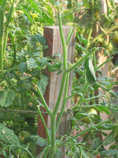 File:Deer-damaged tomato.JPG