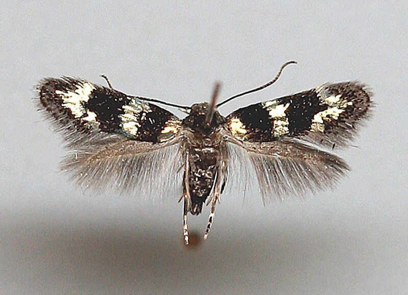 File:Elachista gleichenella1.jpg