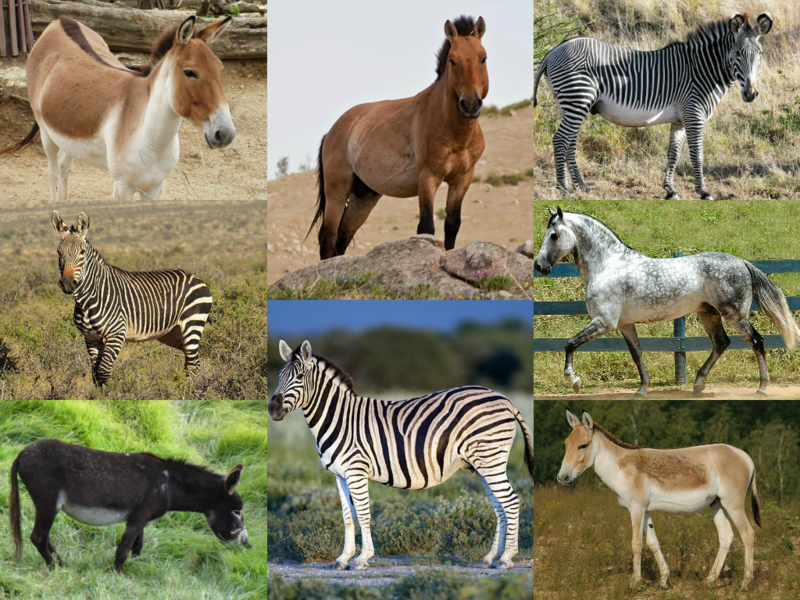 File:Equus species.png