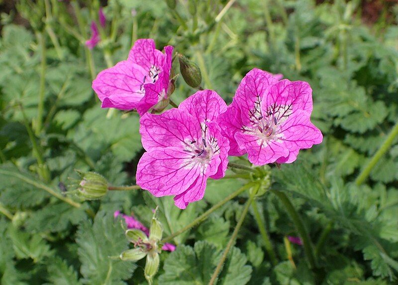 File:Erodium manescavi kz07.jpg