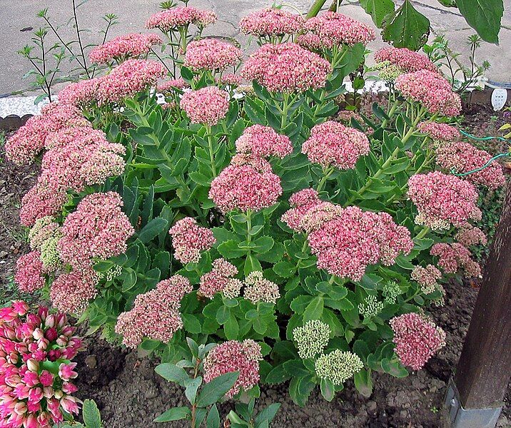 File:Fetthenne Sedum spectabile.jpg