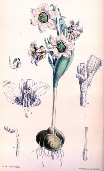 File:Fritillaria karelinii CBM.png