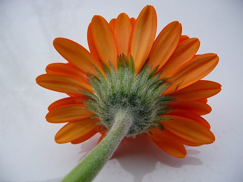 File:Gerbera Hybride Unterseite.JPG