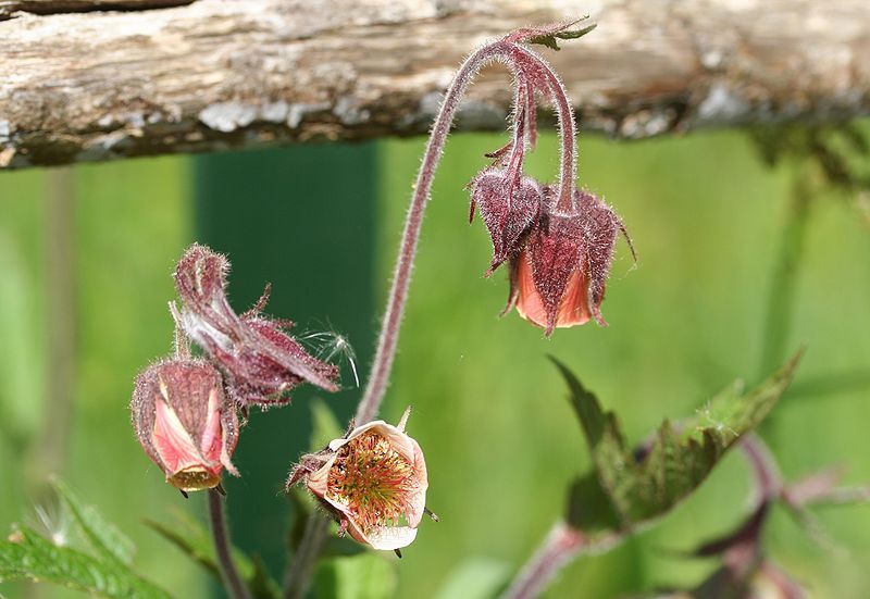 File:Geum rivale-01 (xndr).jpg