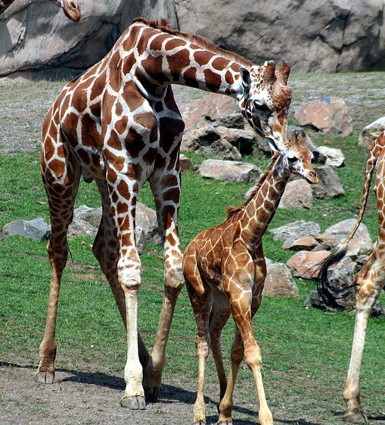 File:Giraffes IMG 9614.JPG