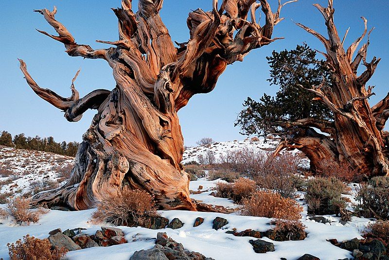 File:Gnarly Bristlecone Pine.jpg