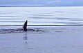 Whale showing one of pectoral fins