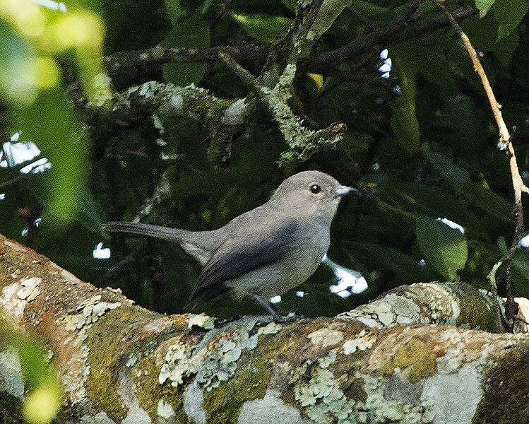 File:Grey-throated Tit-Flycatcher.jpg