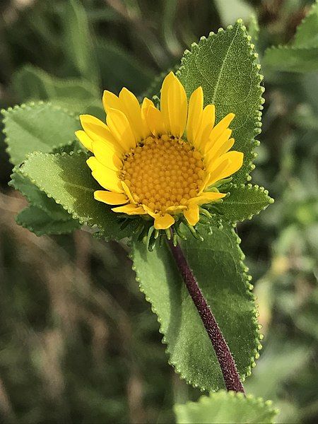 File:Grindelia adenodonta.jpg