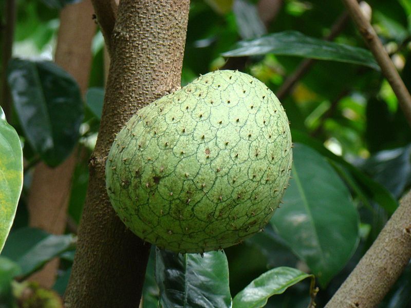 File:Guanabana02 Joyner Asit.jpg