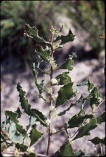 File:Hakea neurophylla.jpg