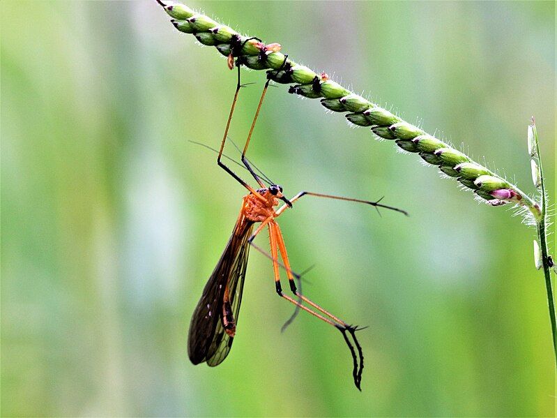 File:Harpobittacus septentrionis 1680.jpg