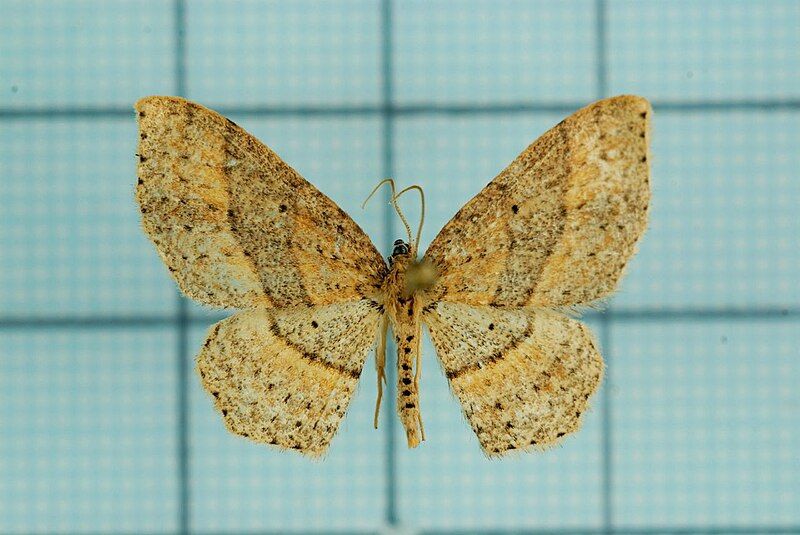 File:Hydrelia arizana female.jpg