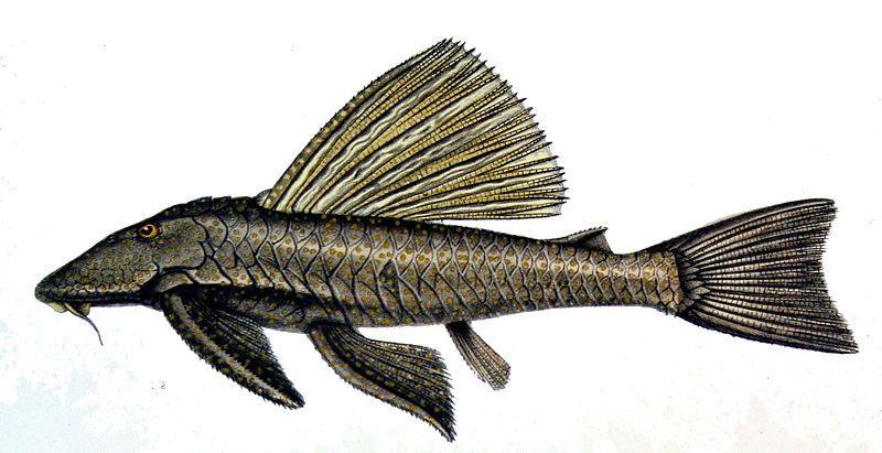 File:Hypostomus alatus.jpg