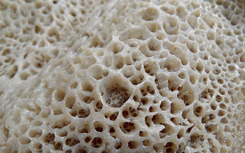 File:Injera Texture.jpg