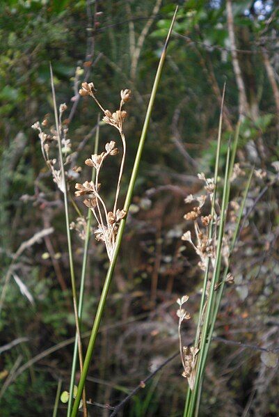 File:Juncus edgariae 11.JPG