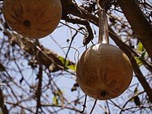 Dry Calabash On a Tree.