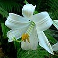 Lilium candidum