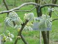 Young Spring shoots