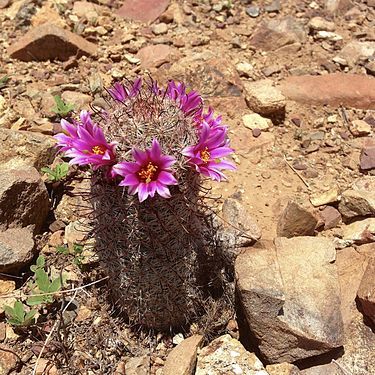 Plant growing near Saguaro National Park