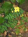 Papaver cambricum