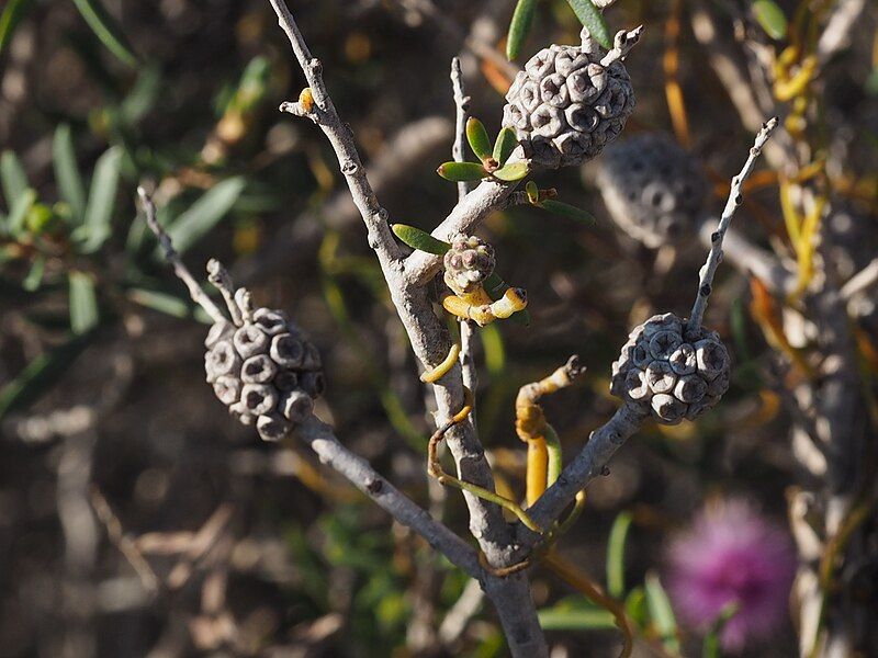 File:Melaleuca caeca fruit.jpg