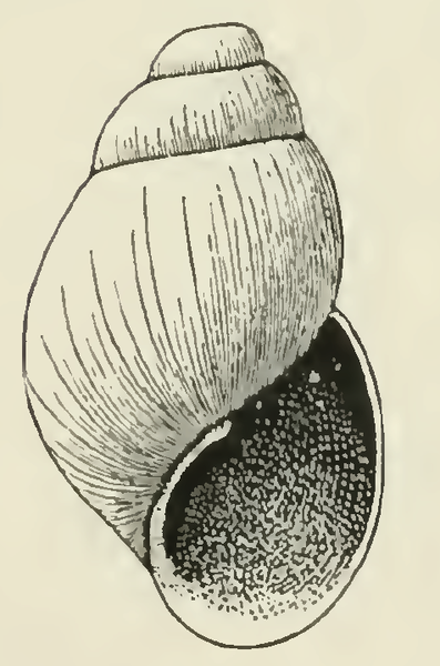 File:Odostomia cookeana 001.png