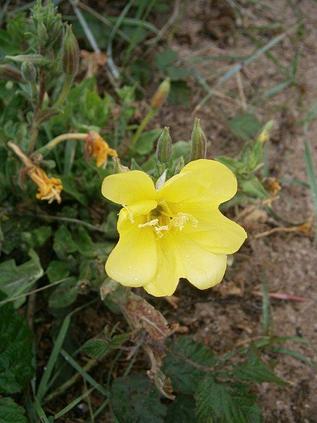 File:Oenothera biennis 003.JPG